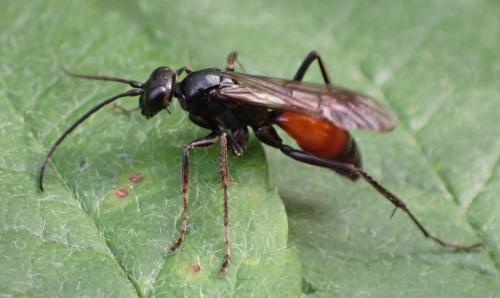 Priocnemis sp.